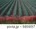 ねぎ畑