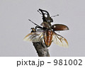 ミヤマクワガタ