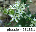 白い清楚な花