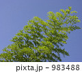 青空をバックにした竹