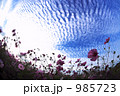秋空と秋桜Ⅰ