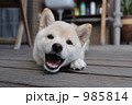 柴犬の子犬