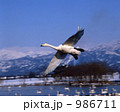 飛翔する白鳥