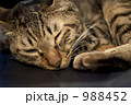 寝猫