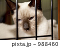 檻猫