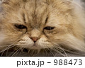 寝猫