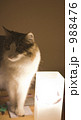 灯り猫