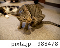 掻く猫