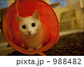 くぐる猫