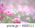 コスモスのBGM