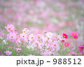 コスモスのBGM