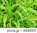 新潟コシヒカリ