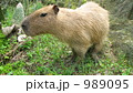基本のカピバラ