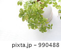 窓辺の植物
