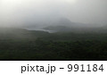 朝霧のマングローブ原生林