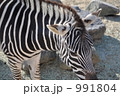 シマウマを間近で撮りました