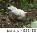 桂チャボ