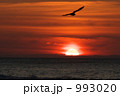 夕日とカモメ