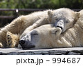 シロクマの親子