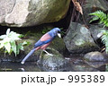 水場で憩うルリカケス