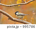 晩秋のシジュウカラ