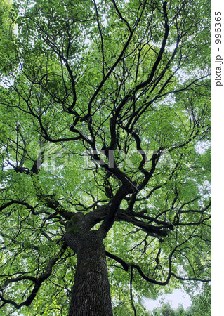 tree 木立 木