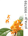香るキンモクセイの花　５