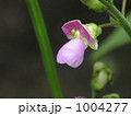 サヤインゲン（インゲン、インゲンマメ）の花