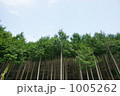 杉林