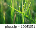 稲の水滴 稲の水滴