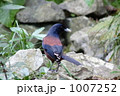 ルリカケスの見返り美人
