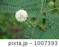 ギンネムの花