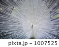 1007525