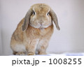 モデル気取りなうさぎ