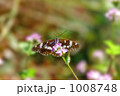 ミゾソバで吸蜜するアサマイチモンジ