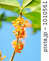 秋10月に咲いたキンモクセイの花