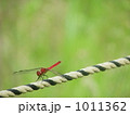 アキアカネ