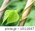 つるのあるサヤインゲン