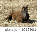 牧場で眠る愛馬