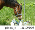 心配してくれる愛馬