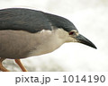 魚をすなどるゴイサギ２