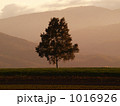 北海道真狩の夕景の中草原の一本の木を撮影致しました