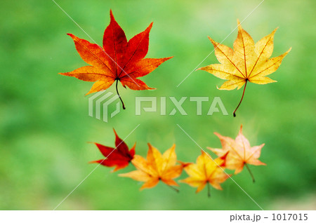 「フェイス 紅葉 顔 赤色 」の写真素材
