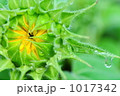 向日葵の蕾