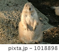 プレーリードッグの日向ぼっこ