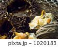 1020183
