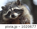 かわいいあらいぐま かわいいあらいぐま