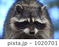かわいいあらいぐま かわいいあらいぐま