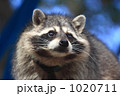 かわいいあらいぐま かわいいあらいぐま