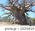 アフリカの神木
